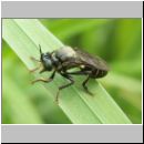 Dioctria atricapilla - Raubfliege w01.jpg